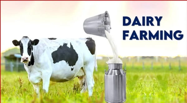 Dairy Farming and Value