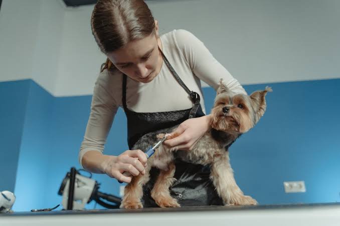 Is a Pet Grooming Business Legal in India? A Genuine Regulatory Grey Area