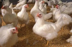 Is a Poultry Farm Business Legal in India? A Major Rule Change Small Farmers Need to Know